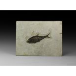 Natural History - Fossil Diplomystus Fish