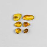 Natural History - Insects in Baltic Amber Group