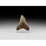 Natural History - Megalodon Shark Tooth