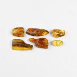 Natural History - Natural Baltic Amber with Insects Group