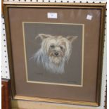 Anne Morgan - 'Tigger' (Portrait of a Terrier), gouache, signed, titled and dated 1980, 26.5cm x