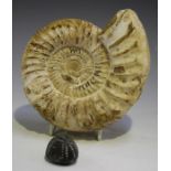 A fossilized ammonite, width 17cm, together with a fossilized sea urchin, width 4cm.Buyer’s