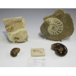 A small group of fossil specimens, including a Nematonotus and three ammonites.Buyer’s Premium 29.4%