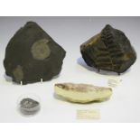 A small group of fossils, comprising a fern specimen, length 17.5cm, a Notelops brama fish specimen,