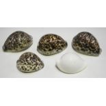 A collection of various sea shells, mainly cowrie specimens, including tiger and eyed cowries.