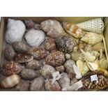 A small collection of various shells, including cowrie, textile cone, tent olive and babylon.Buyer’s