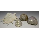 A large collection of various sea shells, including conch, bullmouth helmet, abalone and sea