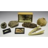 A collection of various natural history specimens, including a petrified wood section, other