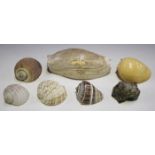 A collection of various sea shell specimens, including an elephant's snout volute and tuns.Buyer’s