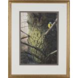 Jeremy Paul - 'Great Tit', late 20th century watercolour with gouache, signed and titled, 41cm x