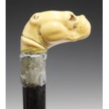 A 19th century ivory handled walking cane, modelled in the form of a boxer dog (lacking inset eyes),