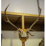 A pair of stag antlers and skull section, mounted on a wooden wall plaque, height 70cm.Buyer’s