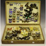 A collection of various late 19th/early 20th century taxidermy moth and butterfly specimens,