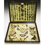 A selection of early 20th century taxidermy beetle specimens, within a glazed case, width 46cm,