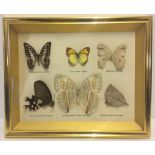 6 framed and glazed butterflies / moths.