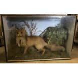 A taxidermy fox carrying a caught rabbit in a large glass case.
