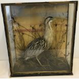 A cased antique taxidermy of a Bittern with foliage.