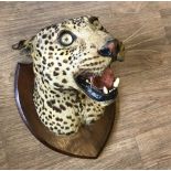 An Edwardian mounted taxidermy Indian Leopard head possibly by Van Ingen & Van Ingen.