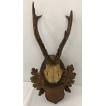 A vintage set of antlers mounted on a wooden plaque with carved acorns and oak leaf decoration.
