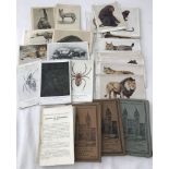Approx. 140 British Museum (Natural History) vintage postcards of animals & insects