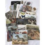 Approx. 240 vintage colour postcards of zoo animals, birds, & insects.