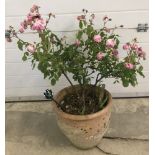 A large terracotta garden planter with a pink rose.