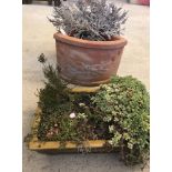 2 garden planters. A terracotta corner planter together with a brown glazed Bonsai planter.