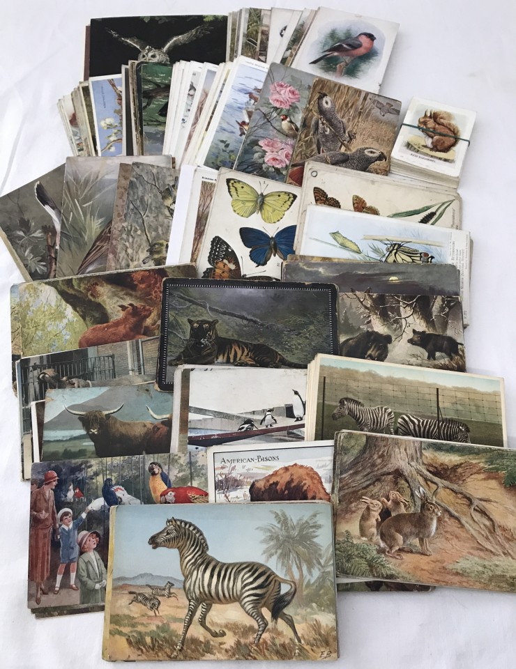 Approx. 240 vintage colour postcards of zoo animals, birds, & insects.