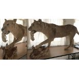 A Victorian full size taxidermy of a Lioness carrying a cub.
