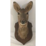 A taxidermy of a Roe deer head mounted on a wooden wall hanging plaque.