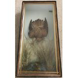 A glass cased taxidermy of a swooping Kestrel.