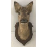 A taxidermy of a young male Roe deer head mounted on a wooden wall hanging plaque.