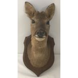 A taxidermy of a young Roe deer head mounted on a wall hanging wooden plinth.