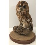 A taxidermy Tawny owl sitting on a log.