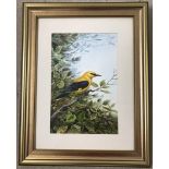 Carl Donner signed watercolour of a Golden Oriole, dated 1992.