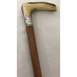 A stag horn handle walking stick with decorative silver collar.