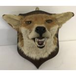 A taxidermy fox head on a wooden plinth.