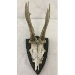 A small pair of antlers with partial skull mounted on a wooden shield plaque.
