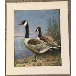 Peter Welch - (c20th East Anglian wildlife artist) - oil on board of Canada Geese.