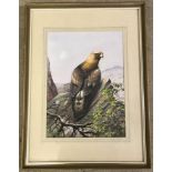 Peter Welch - (c20th East Anglian wildlife artist) - watercolour of a Golden Eagle.