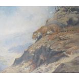 GEORGE EDWARD LODGE (1860-1954) (ARR): A framed oil on canvas of a tiger on rocky outcrop.