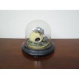 A Victorian model of field mice on fruit under glass dome a/f