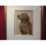 NIGEL HEMMING: a framed and glazed picture of a golden retriever 29cm x 20cm