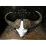 Cape Buffalo, skull and horns, 82cm spread,