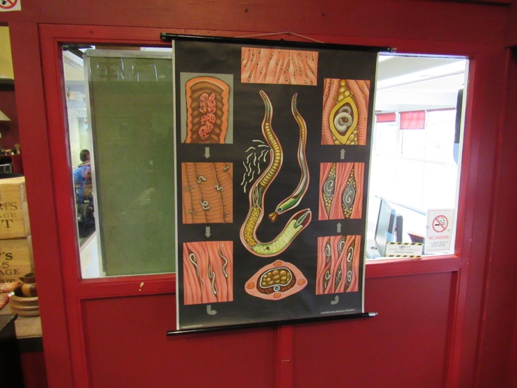 A mid 20th Century German school wall chart with vibrant display of the snake reproductive system