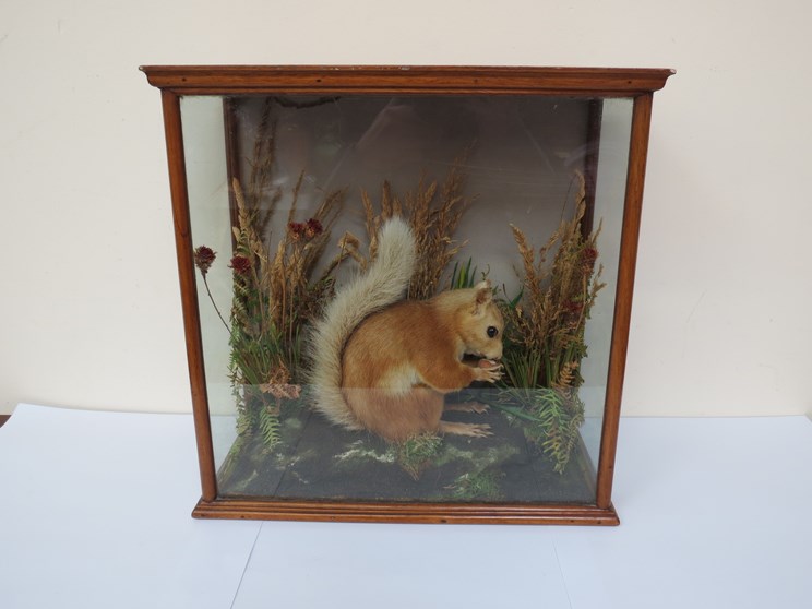 A specimen red squirrel,