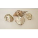 Four large specimen shells