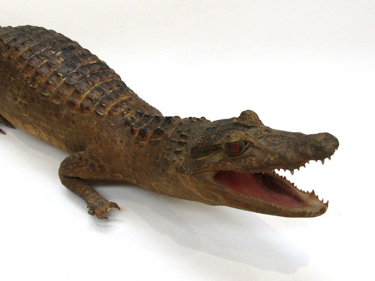 A Victorian stuffed specimen cayman. - Image 2 of 3