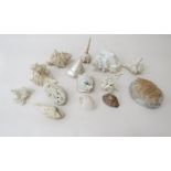 14 various specimen shells and coral