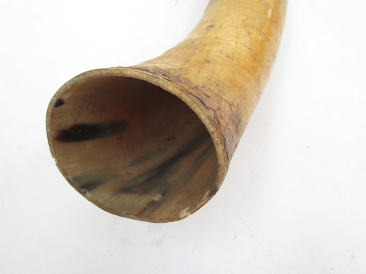 A highland cattle horn, - Image 2 of 2